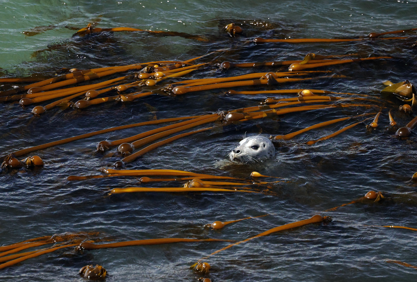 Robbe mit Schwimmnudeln