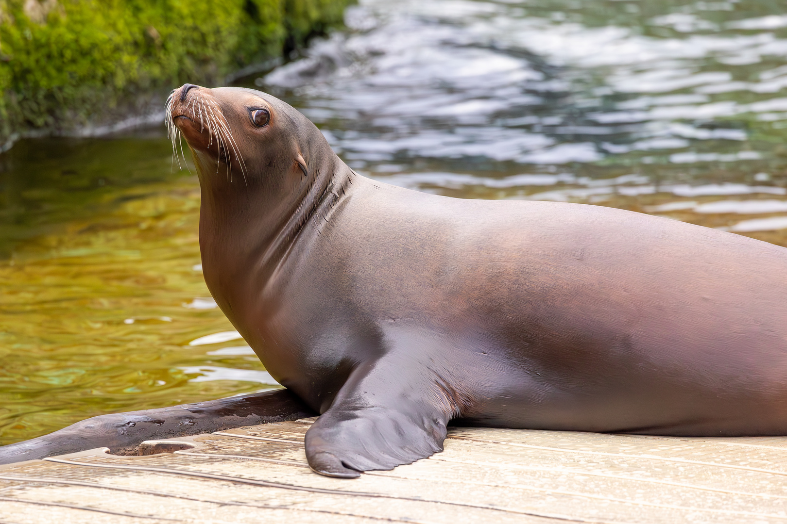 Robbe, skeptisch guckend