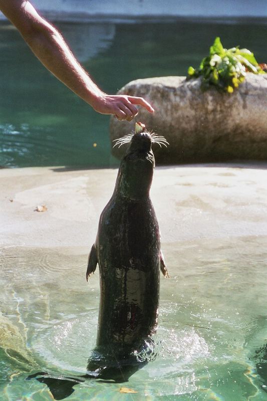 Robbe - Sprung aus dem Wasser / Zoo Augsburg