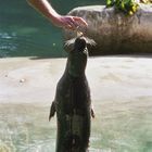 Robbe - Sprung aus dem Wasser / Zoo Augsburg
