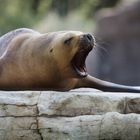 Robbe Tiergarten Schönbrunn