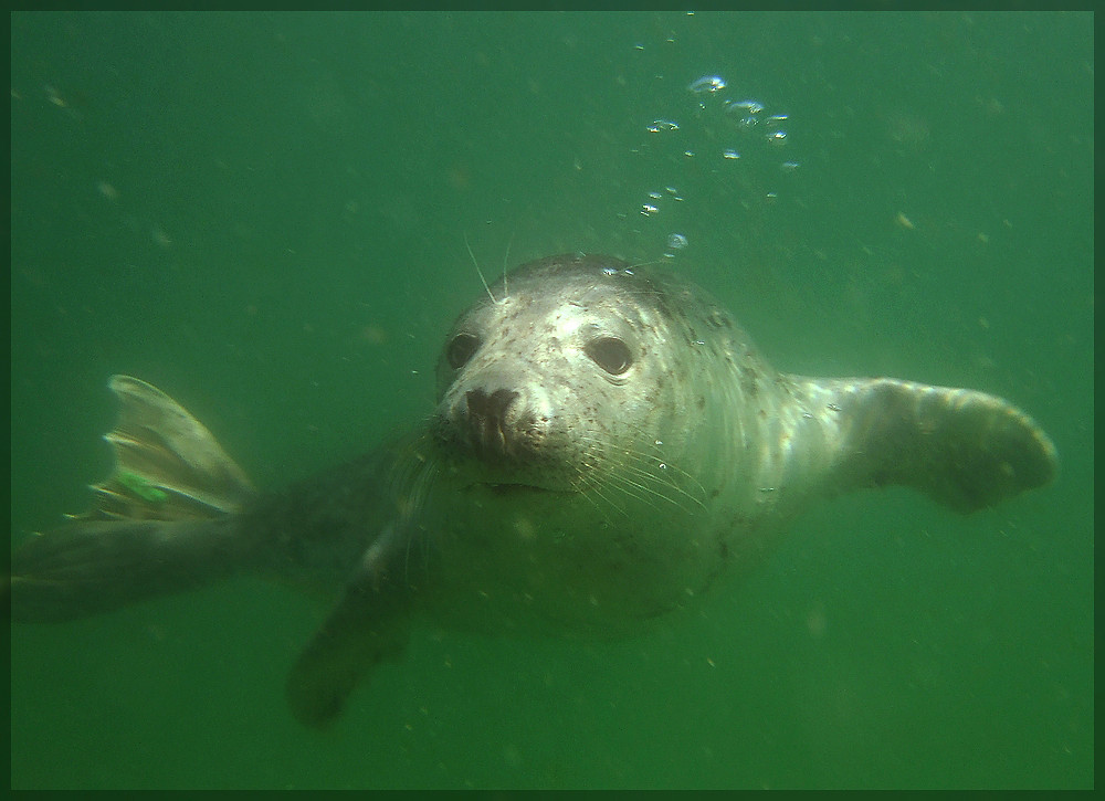 Robbe vor Helgoland