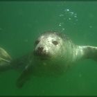 Robbe vor Helgoland