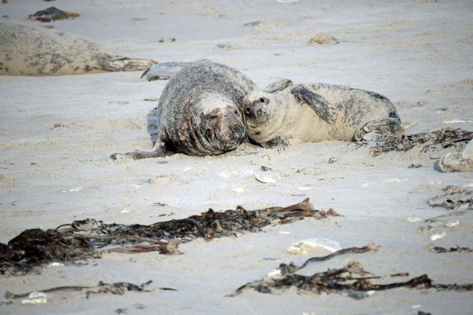 Robben -54- Foto & Bild | meer, natur, strand Bilder auf ...