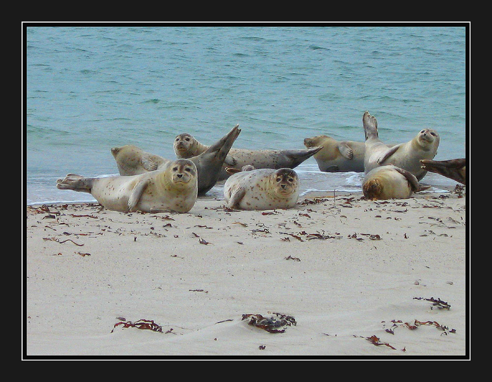 Robben am Dünenstrand von Helgoland