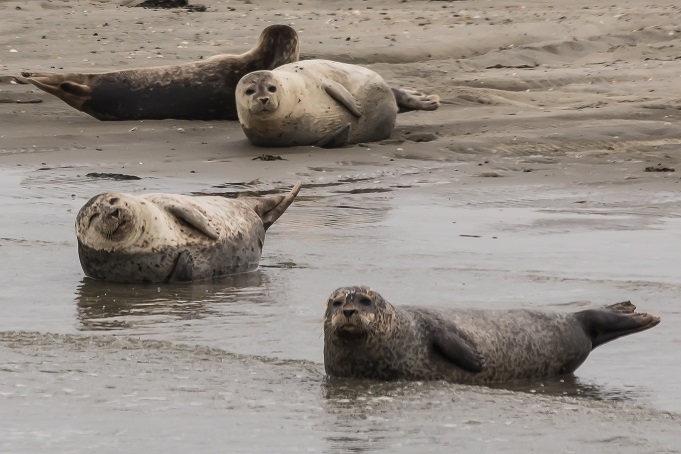 Robben auf Ameland