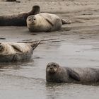 Robben auf Ameland