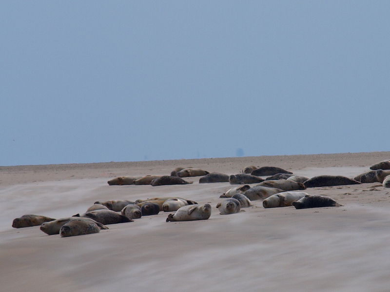 Robben auf Borkum