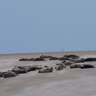 Robben auf Borkum