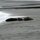 Robben auf Borkum