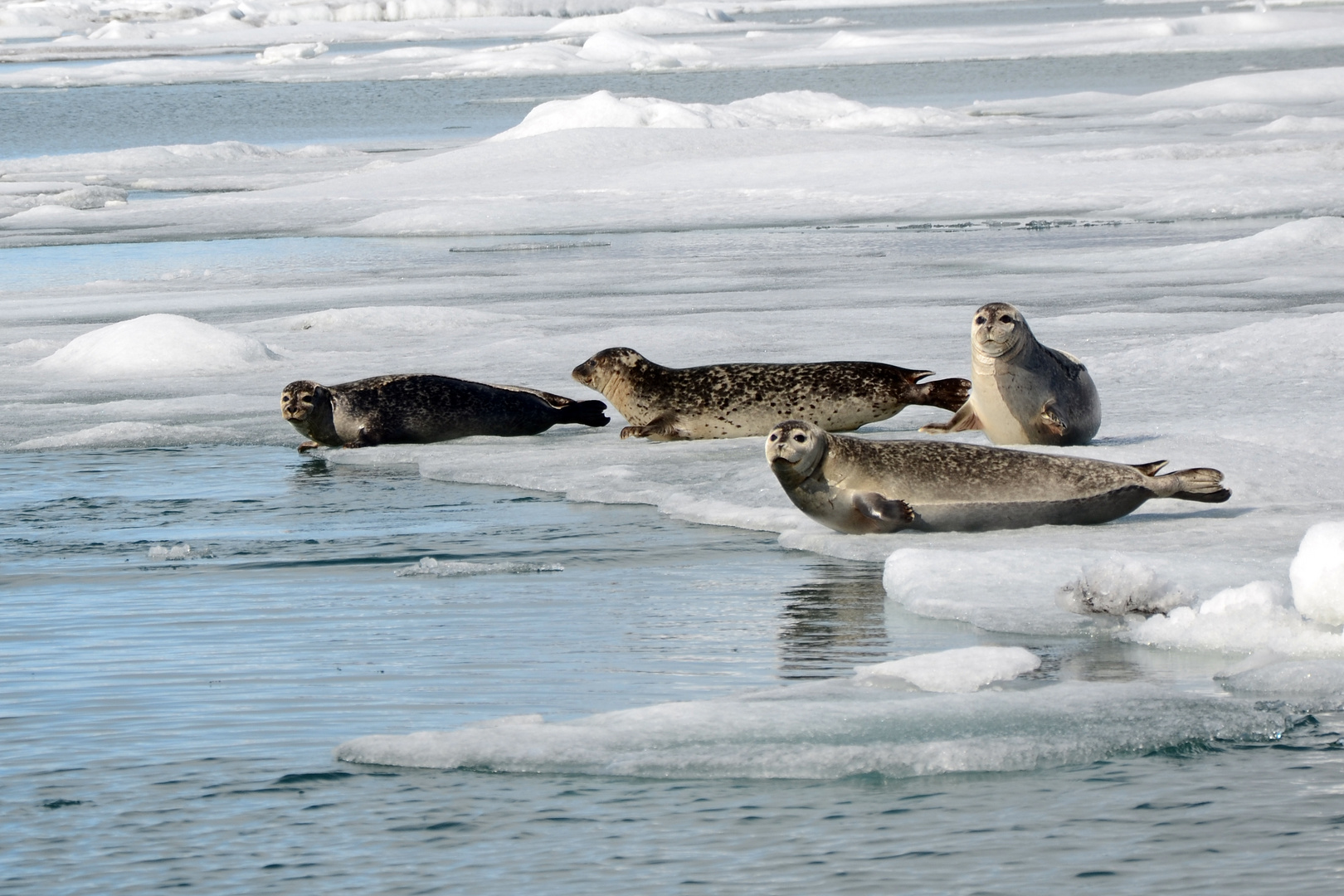 Robben auf dem Jökulsárlón