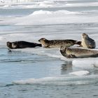 Robben auf dem Jökulsárlón