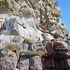 Robben auf den Islas Ballestas im Süden von Peru