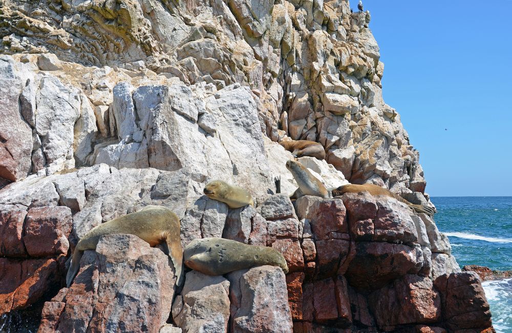 Robben auf den Islas Ballestas im Süden von Peru