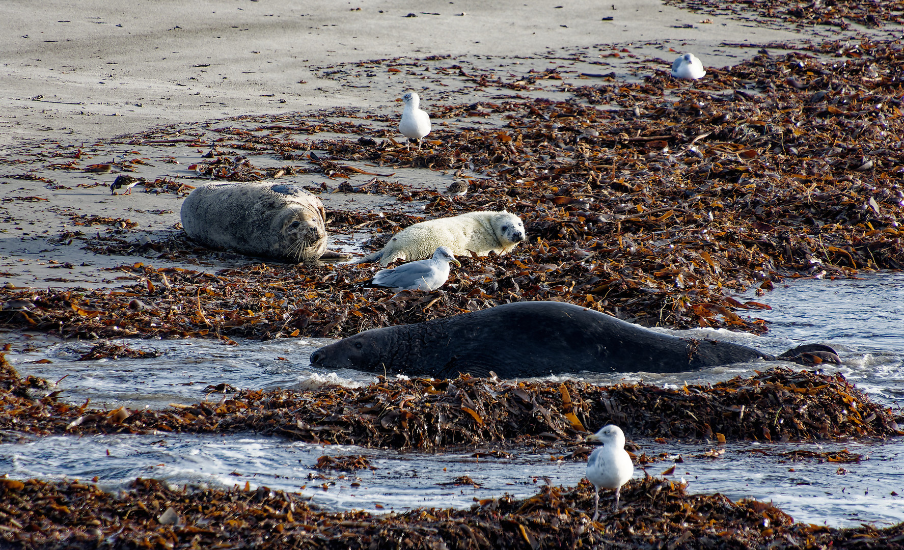 Robben auf der Düne Helgoland