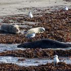 Robben auf der Düne Helgoland