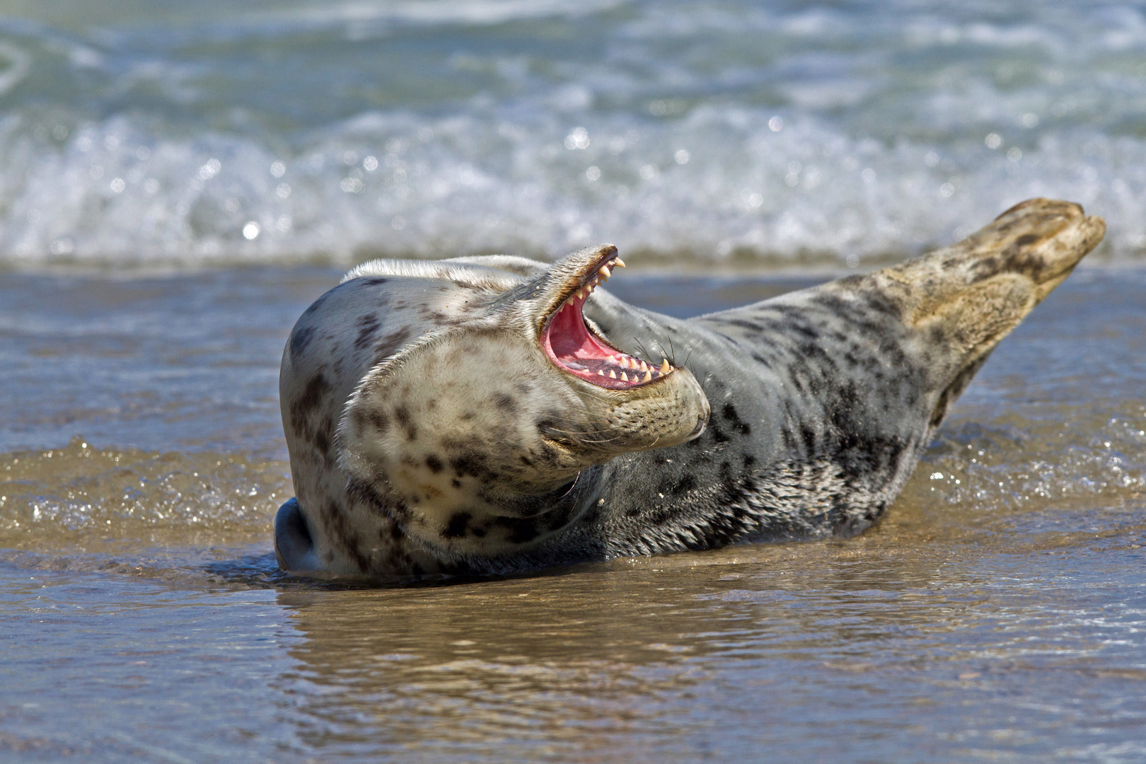 Robben auf der "Düne" vor Helgoland / 1 Foto & Bild ...