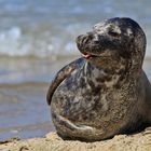 Robben auf der "Düne" vor Helgoland / 2