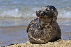 Robben auf der "Düne" vor Helgoland / 2