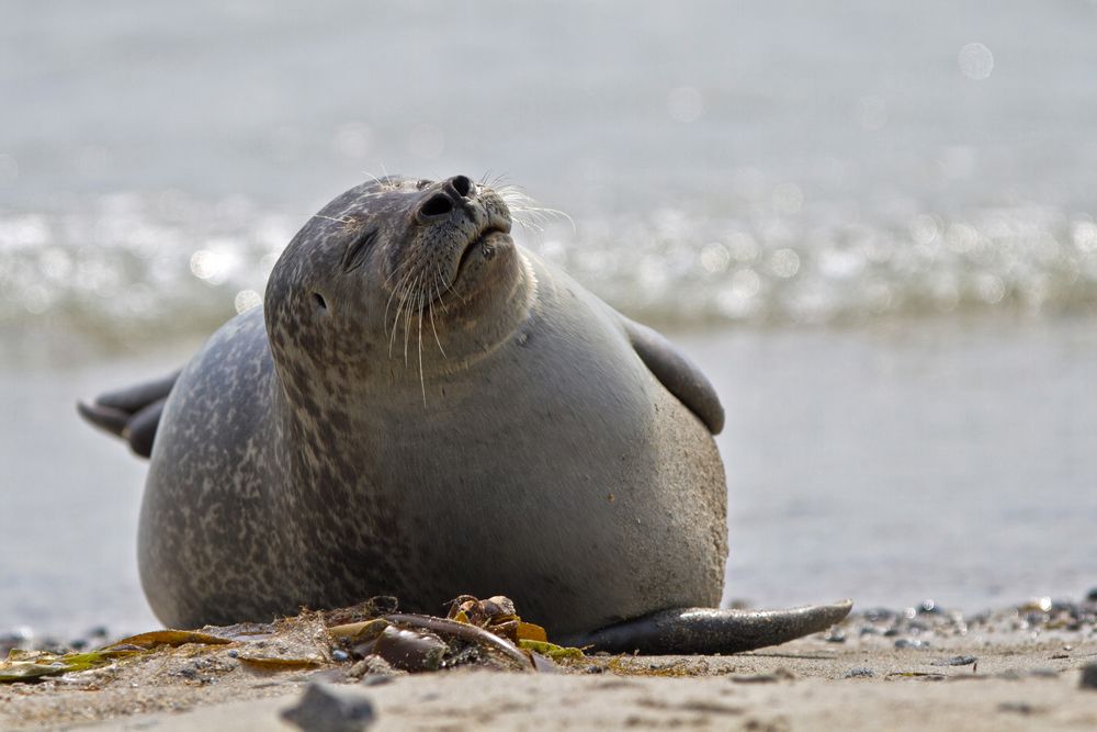 Robben auf der "Düne" vor Helgoland / 3