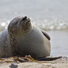 Robben auf der "Düne" vor Helgoland / 3