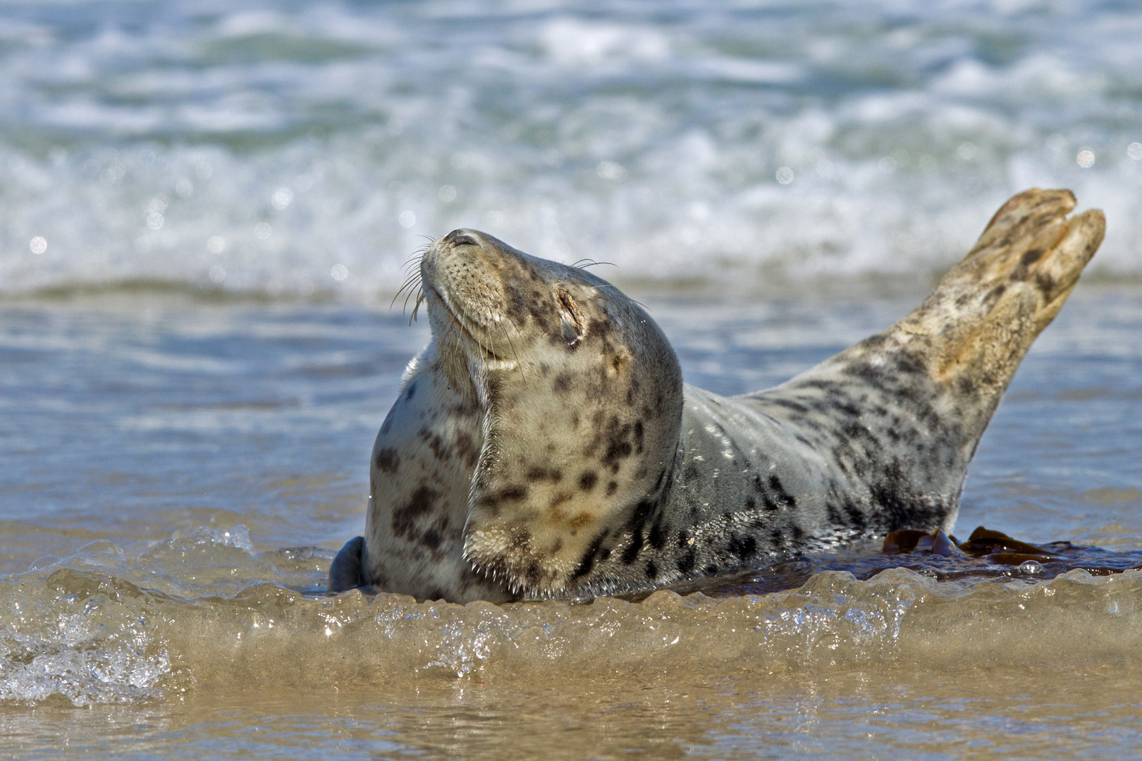 Robben auf der "Düne" vor Helgoland / 4