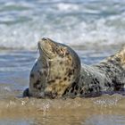 Robben auf der "Düne" vor Helgoland / 4