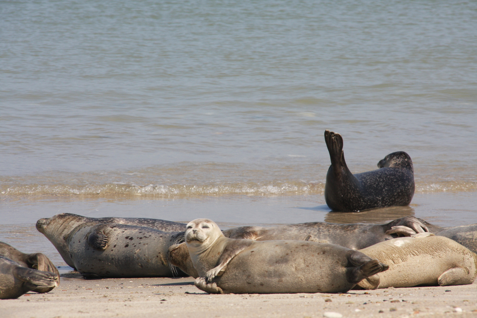 Robben auf der Helgoland-Düne