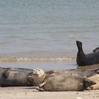 Robben auf der Helgoland-Düne