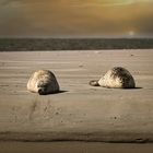 Robben auf der Sandbank vor Borkum