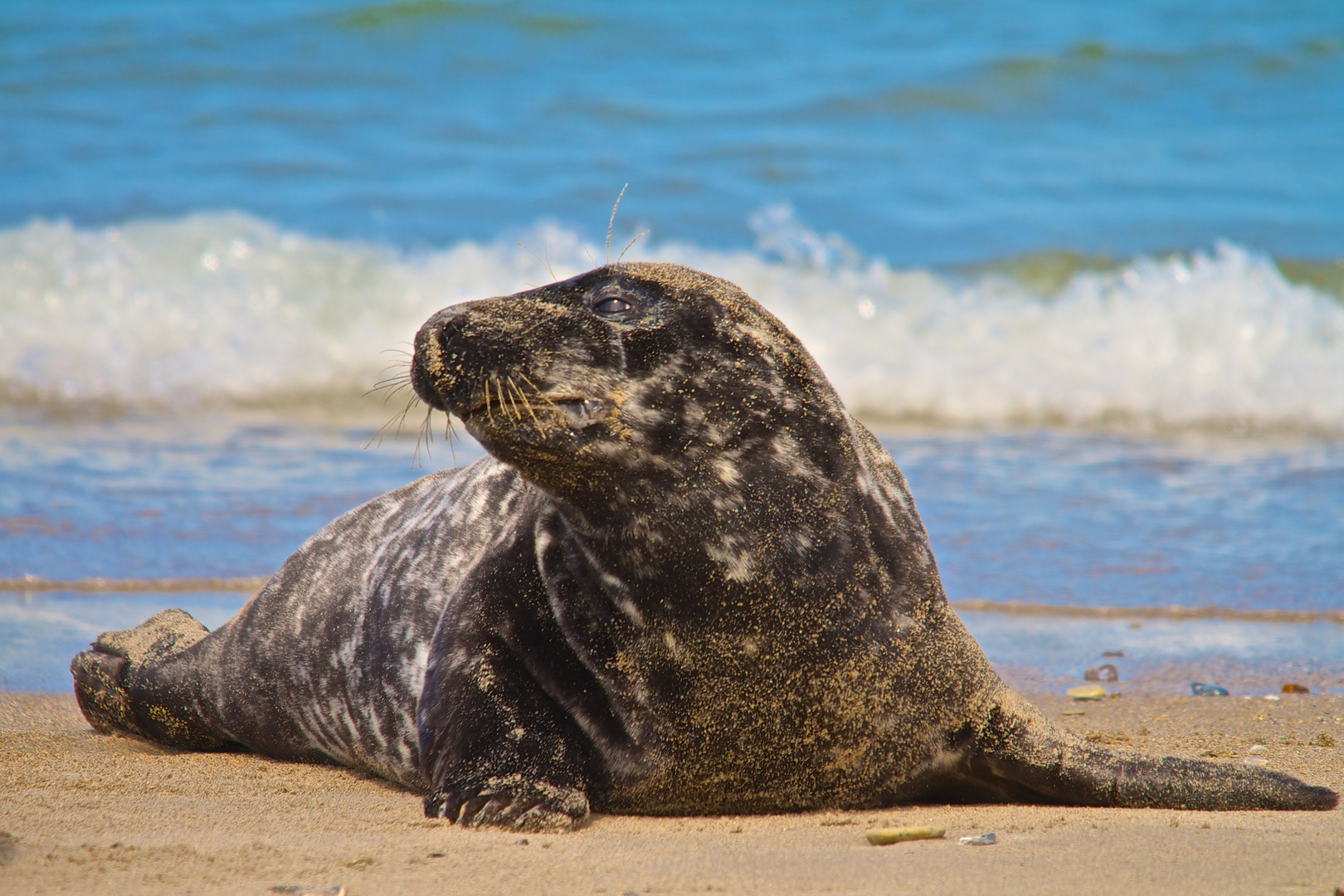 Robben auf Helgoland