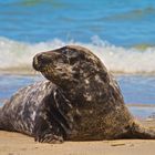 Robben auf Helgoland