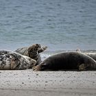 Robben auf Helgoland