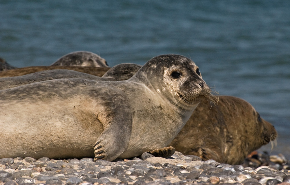 Robben auf Helgoland