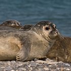 Robben auf Helgoland