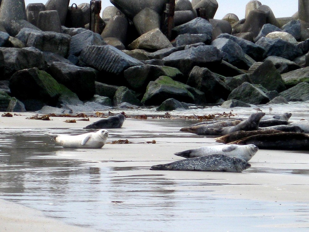 Robben auf Helgoland