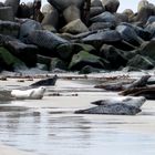 Robben auf Helgoland