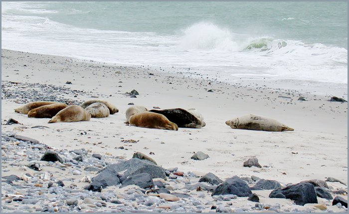 Robben auf Helgoland