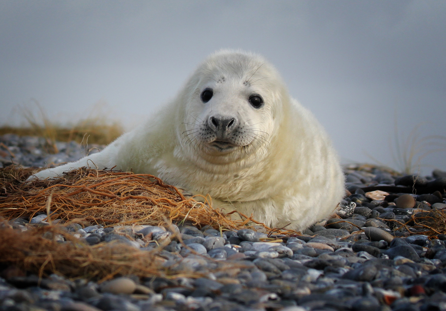 Robben auf Helgoland