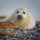 Robben auf Helgoland