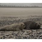 Robben auf Helgoland