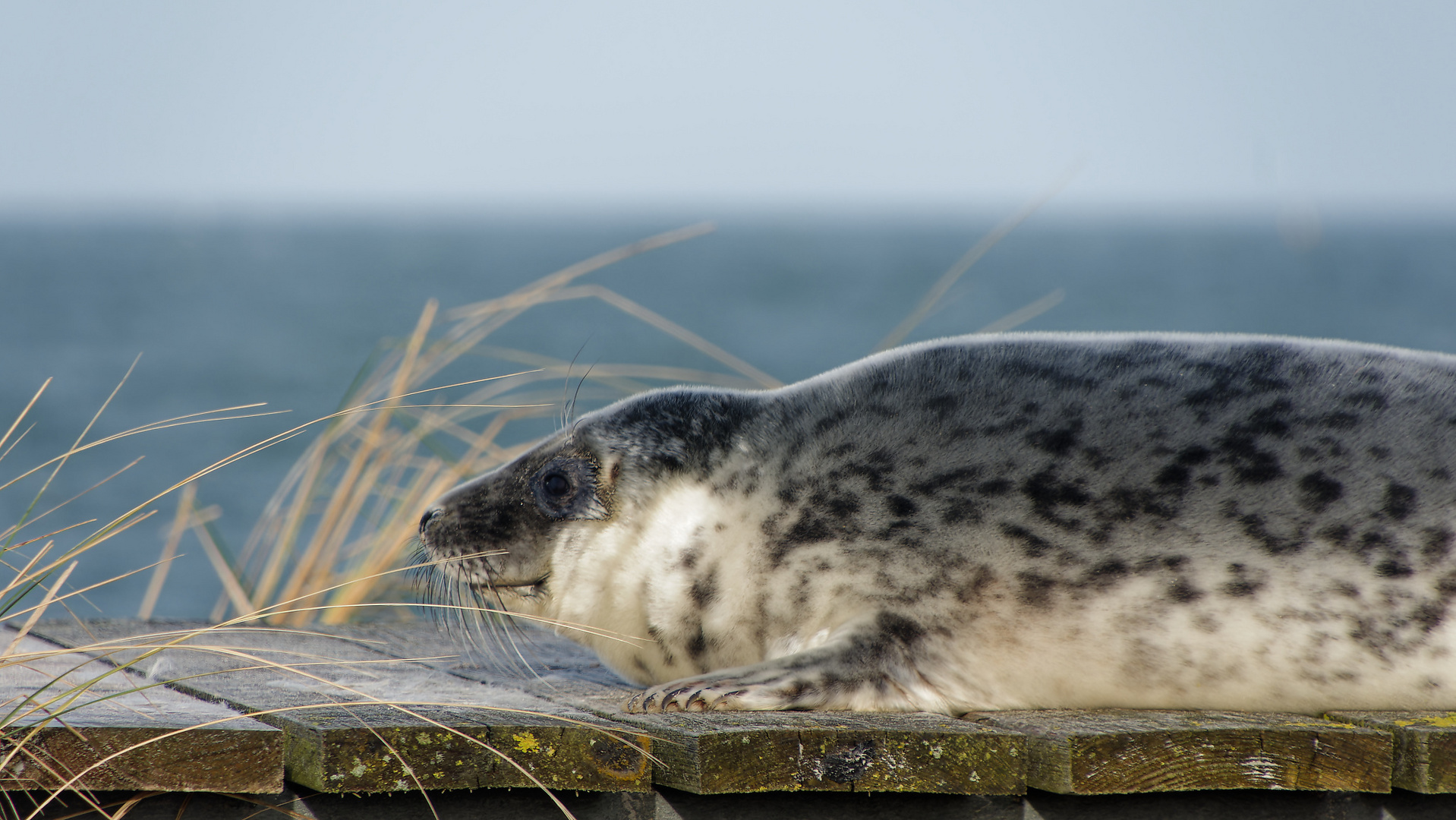 Robben auf Helgoland: Soo niedlich ....