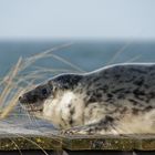 Robben auf Helgoland: Soo niedlich ....