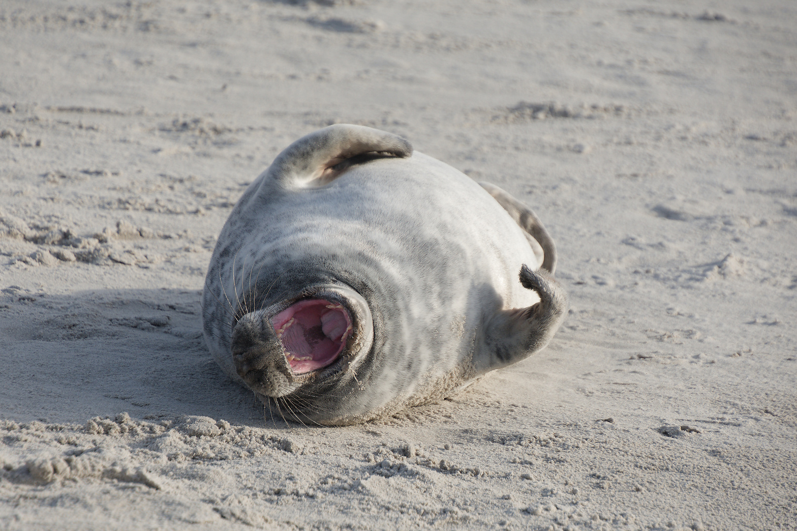 Robben auf Helgoland - Vorsicht, die haben ein starkes Gebiss :-)