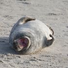Robben auf Helgoland - Vorsicht, die haben ein starkes Gebiss :-)