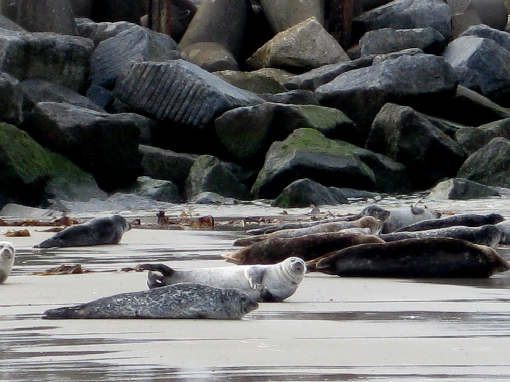 Robben auf Helgoland wunder schön