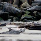 Robben auf Helgoland wunder schön