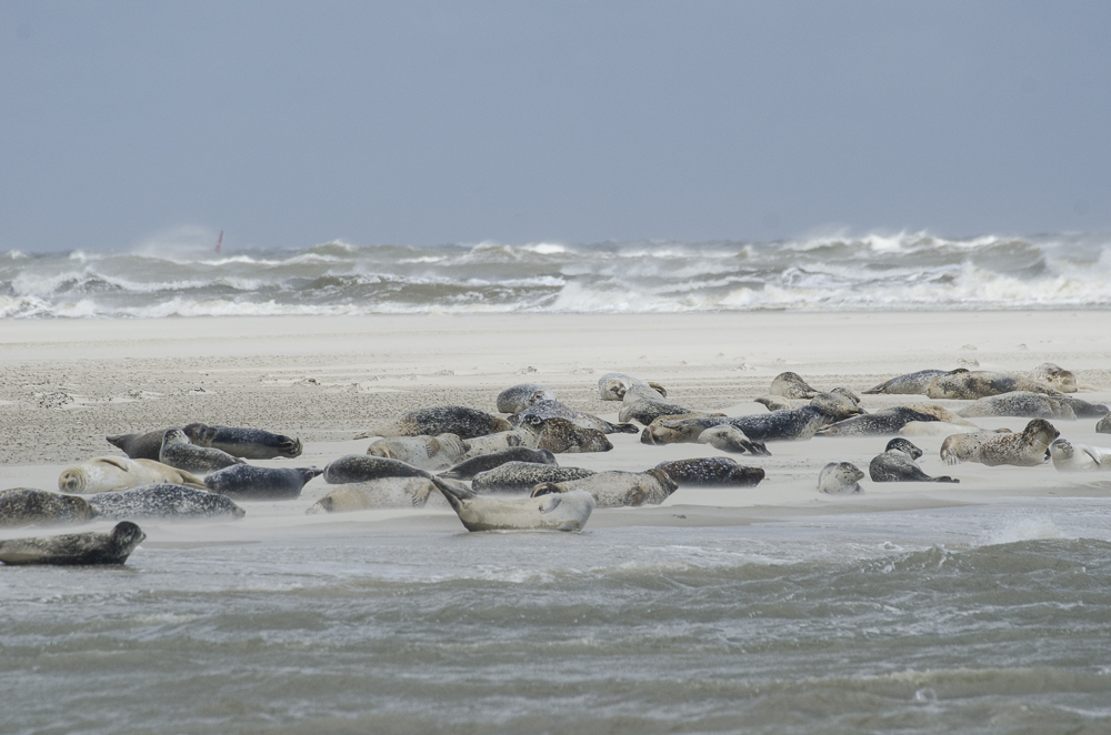 Robben auf Langeoog