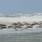 Robben auf Langeoog