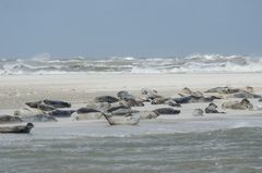 Robben auf Langeoog